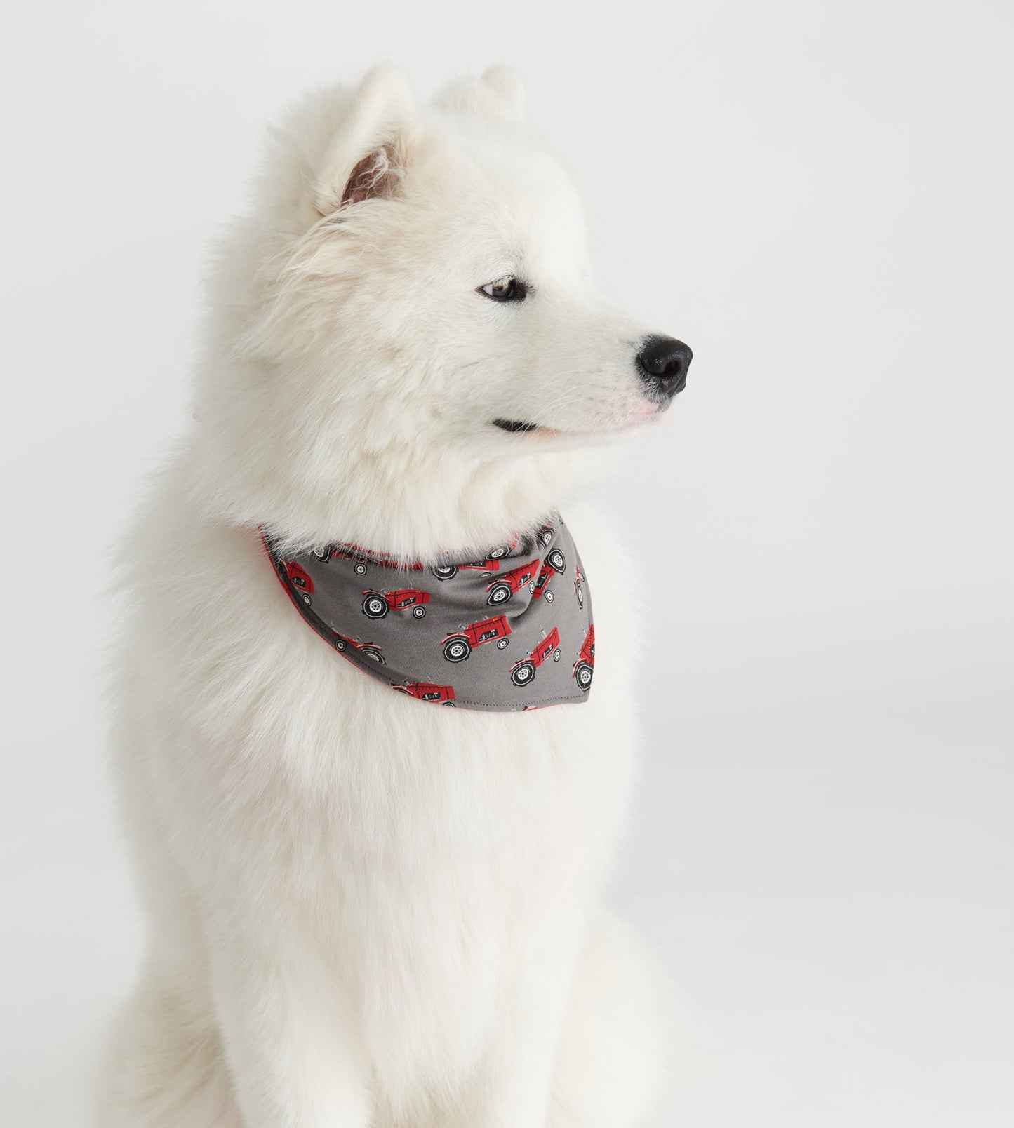 Gray dog bandana featuring a tractor pattern, worn by a white dog, showcasing a playful farm theme.