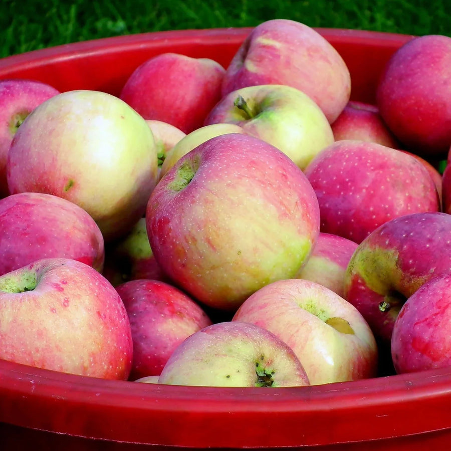 5 Easy Apple Recipes to Make After a Day of Apple Picking