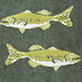 View Nice Bass Men's Beer Can Socks - Two yellow-green fish with dark speckles on a dark textured background