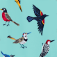 View Backyard Birds Women's Cotton Sleep Shorts - Four colorful birds in flight on a light blue background