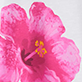 View Girls Hibiscus Tie Front T-Shirt - Pink hibiscus flower with yellow stamens